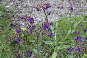 anchusa azurea (1) (1200 x 800)